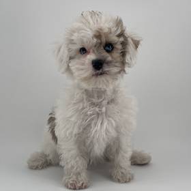 Shizapoo