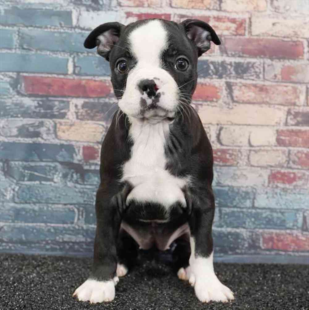 Image of a pet breed in the gallery