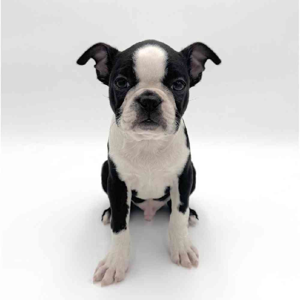 pet breed image