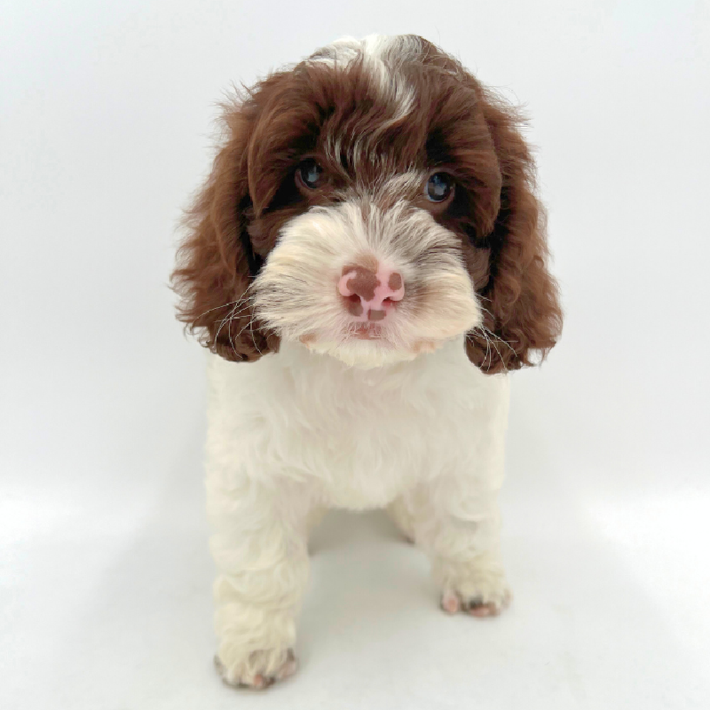 carousel pet images