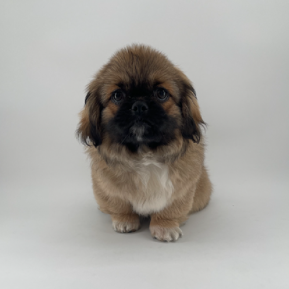 Image of a pet breed in the gallery
