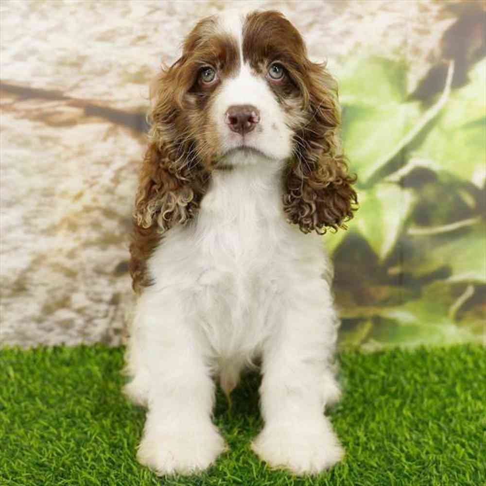 Image of a pet breed in the gallery