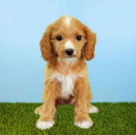 Cockapoo