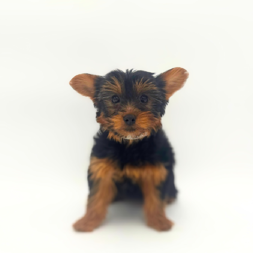 pet breed image