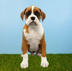 Boxer