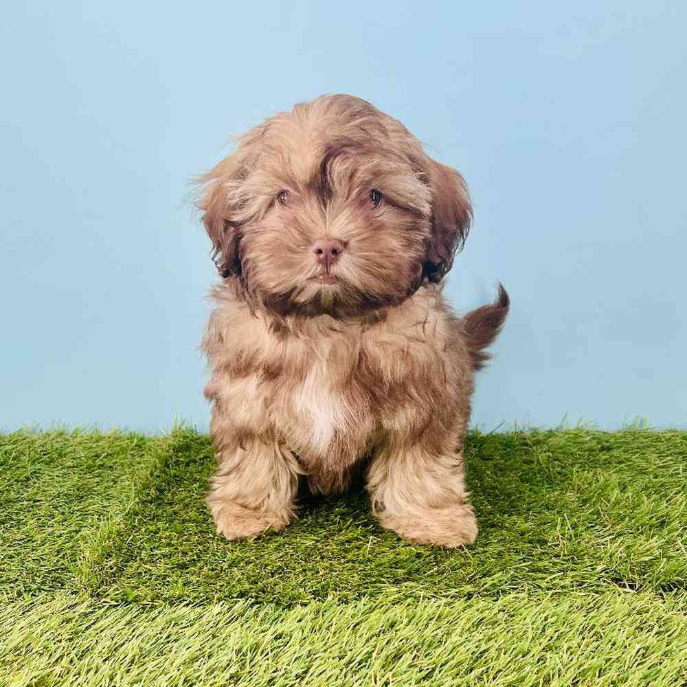 Image of a pet breed in the gallery
