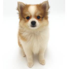 PomChi