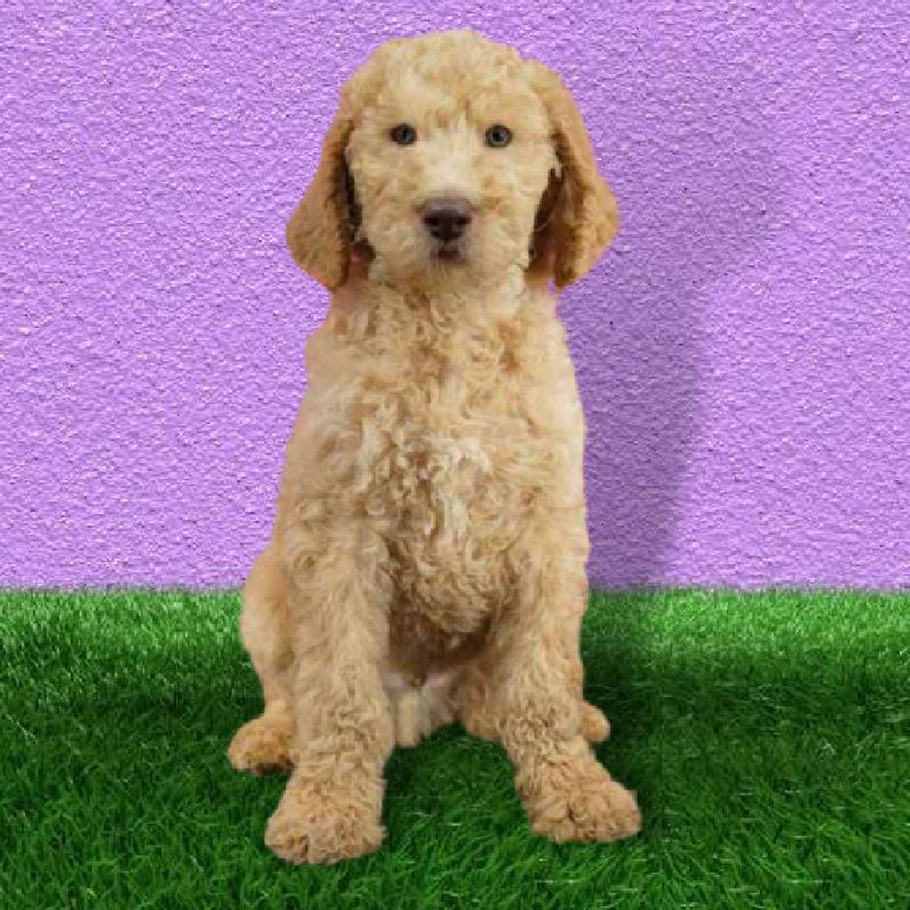carousel pet images