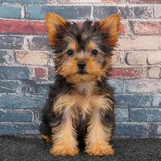Yorkie