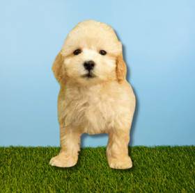 Bichapoo