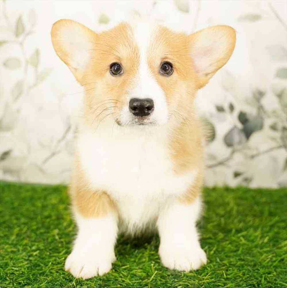 Image of a pet breed in the gallery