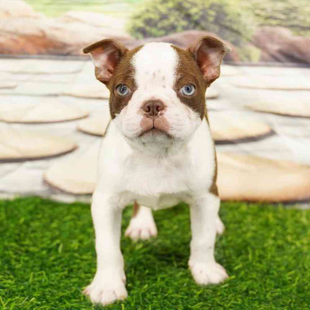 Image of a pet breed in the gallery