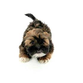 Lhasa Apso