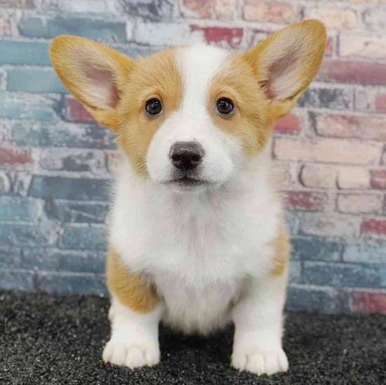 Pembroke Welsh Corgi