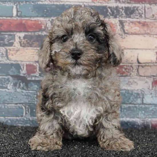 Poodle