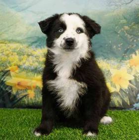 Mini Australian Shepherd