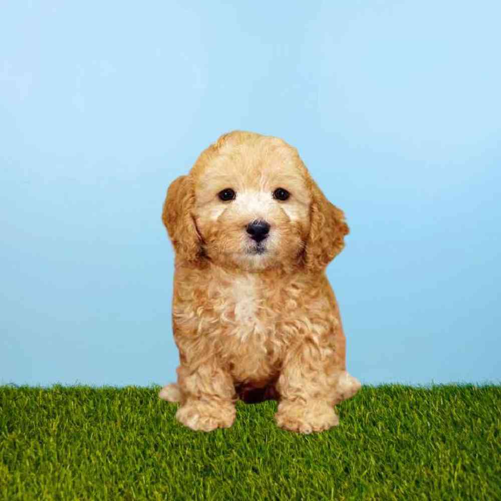Male Cavapoo Puppy for Sale in Meridian, ID