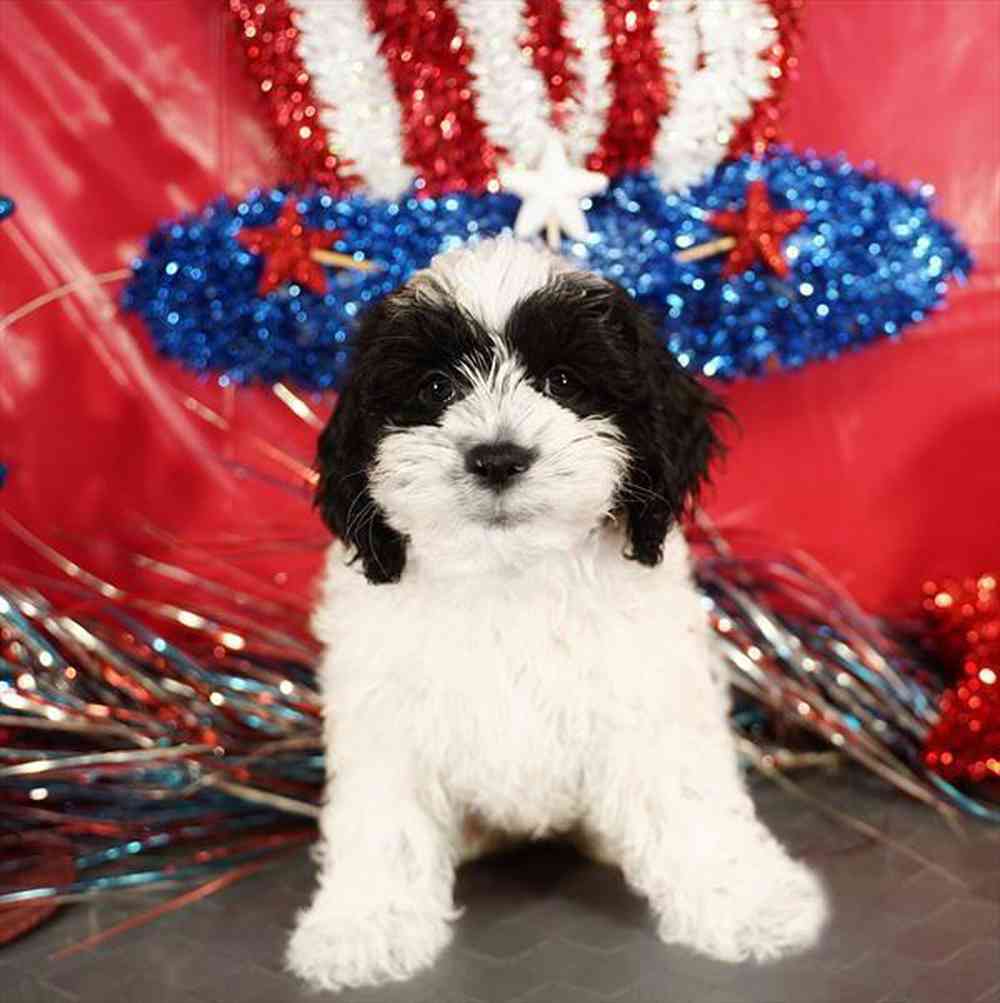 carousel pet images