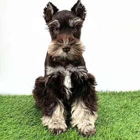 Mini Schnauzer