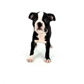 Boston Terrier