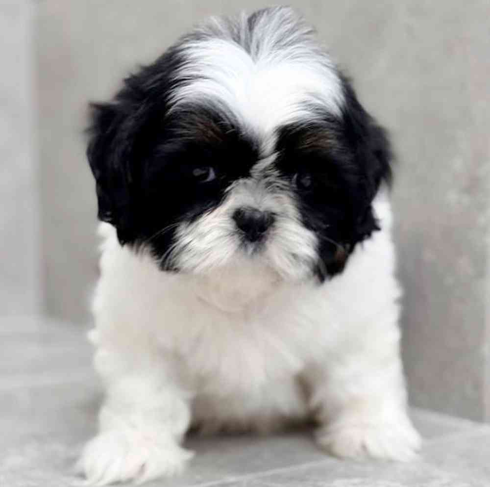 pet breed image