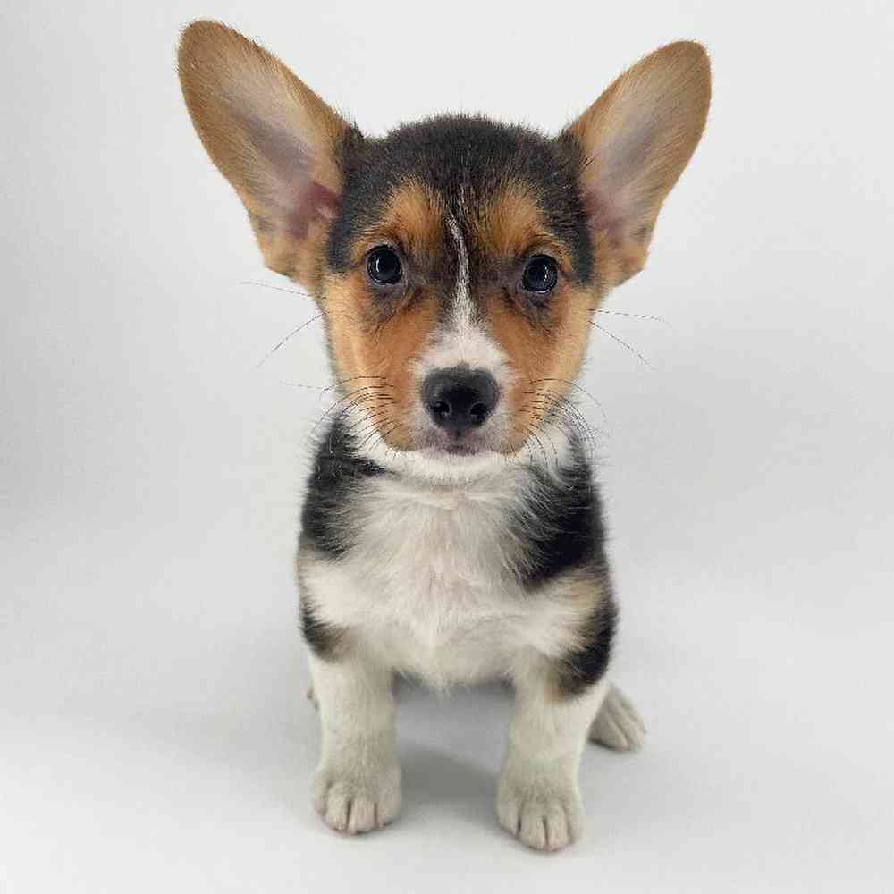 Image of a pet breed in the gallery