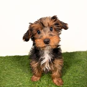 Yorkie-Poo