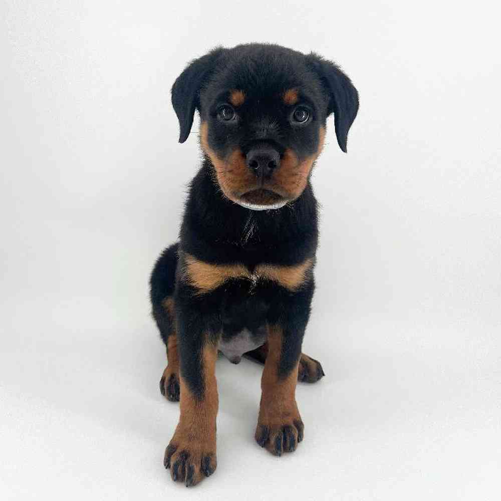 Image of a pet breed in the gallery