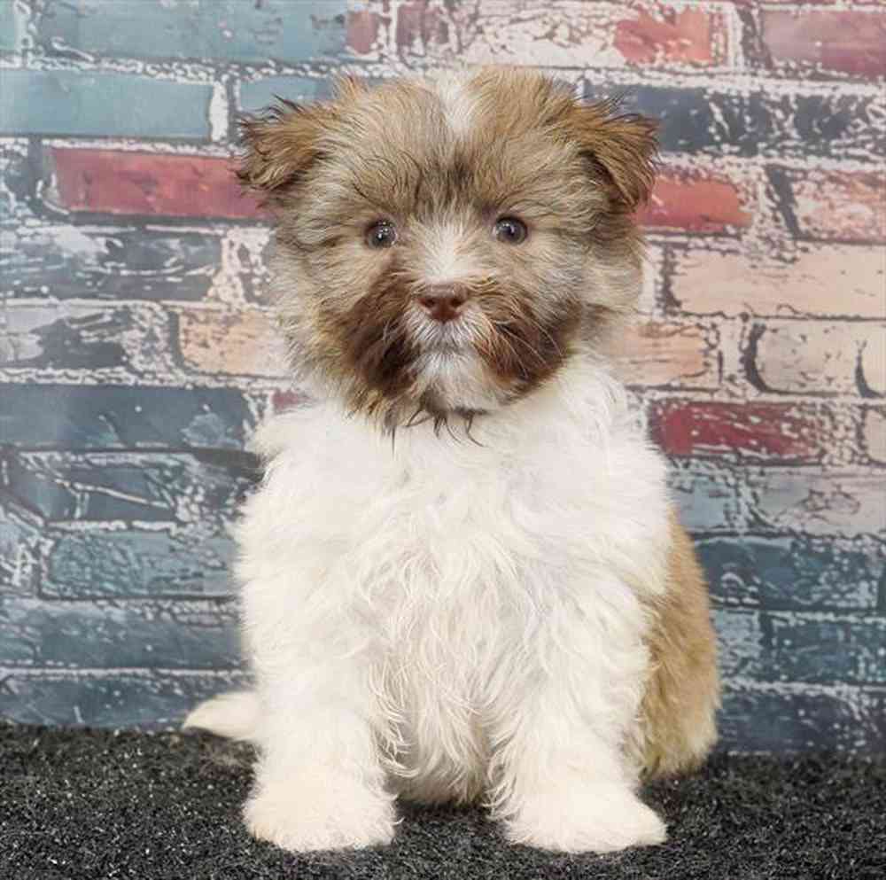 pet breed image