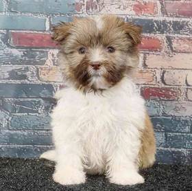 Havanese