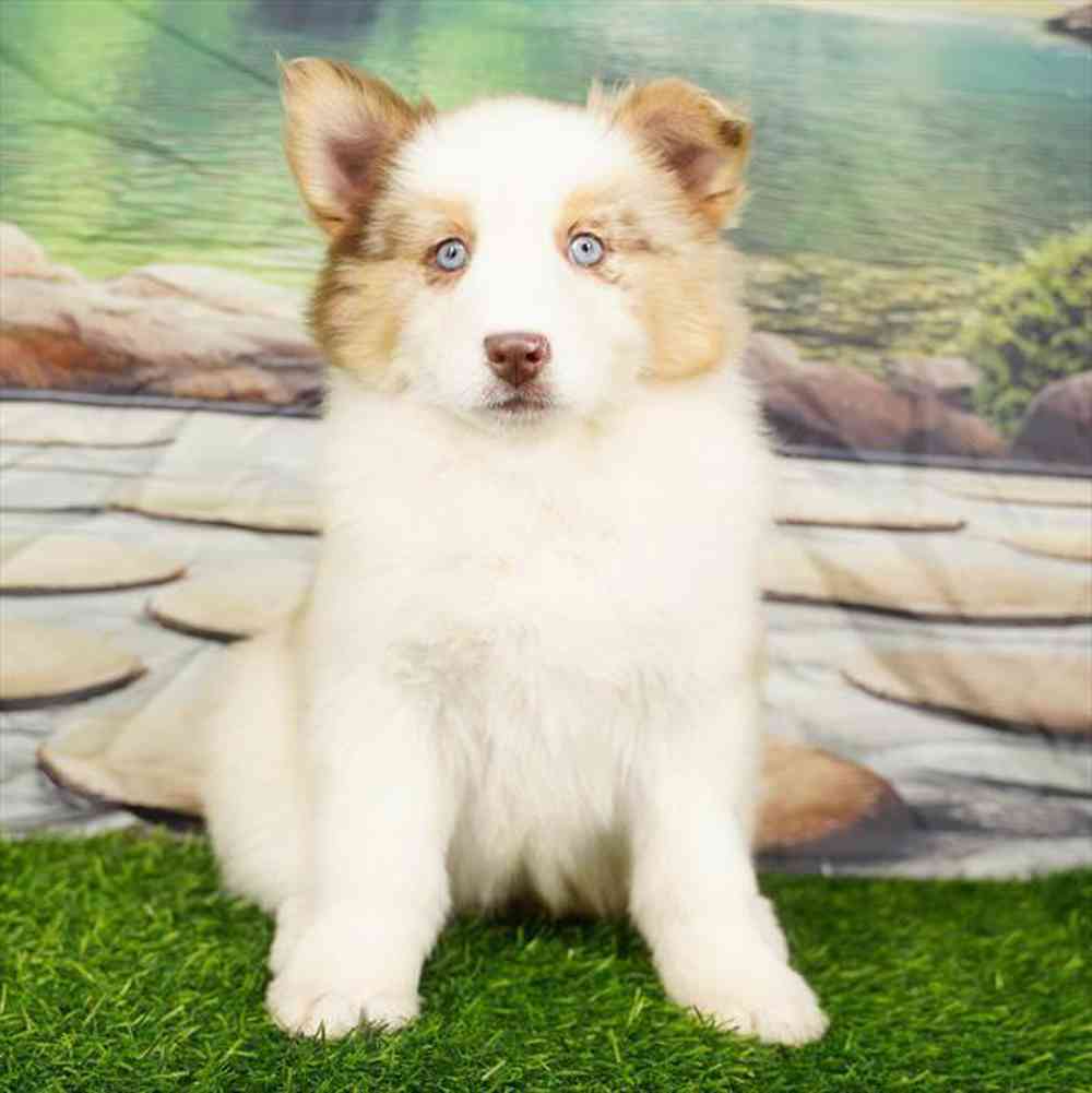 Image of a pet breed in the gallery