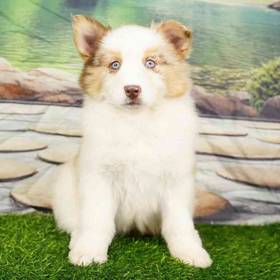 Pomsky