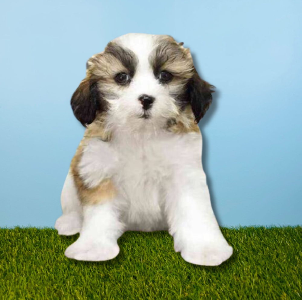 carousel pet images