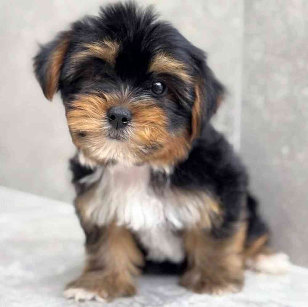 Image of a pet breed in the gallery