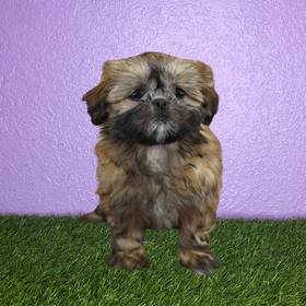 Shih Tzu