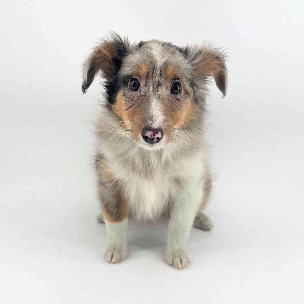 Image of a pet breed in the gallery