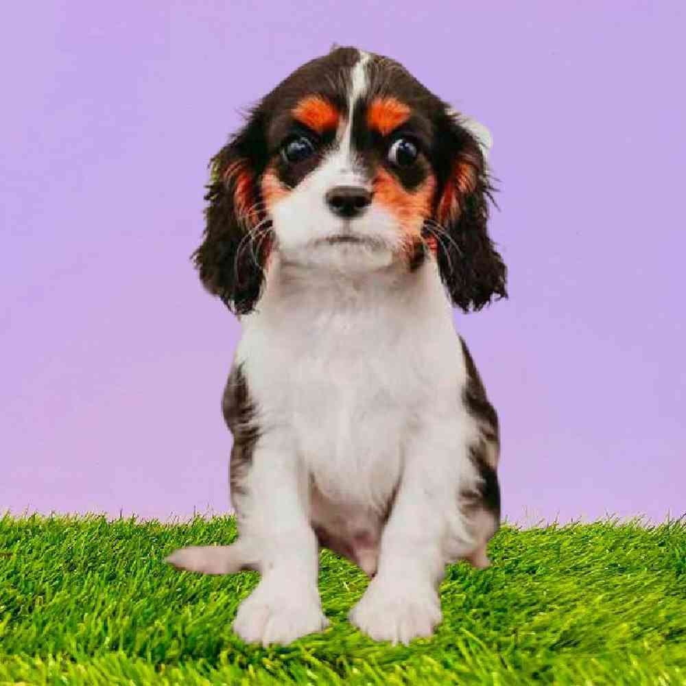 carousel pet images