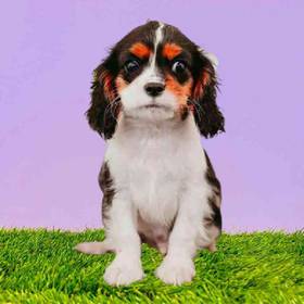 Cavalier King Charles Spaniel