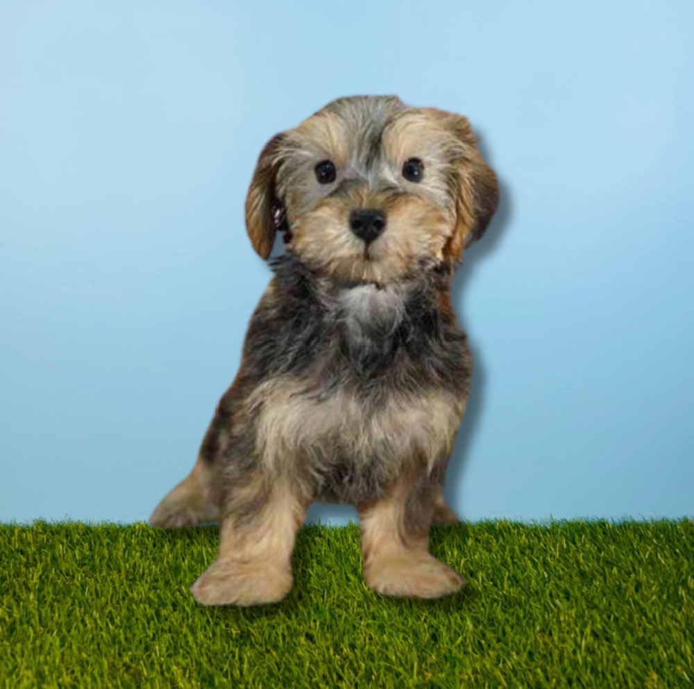 Female Yorkie-Poo Puppy for Sale in Tolleson, AZ