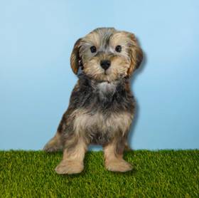 Yorkie-Poo