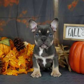 French Bulldog