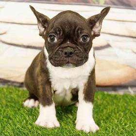 French Bulldog
