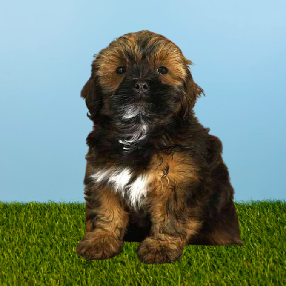 Female Lhasa Apso Puppy for Sale in Pasadena, TX