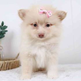 Pomeranian