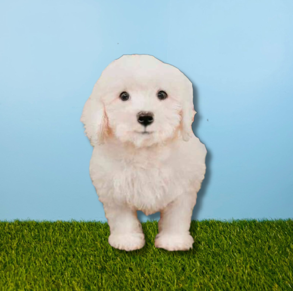 carousel pet images