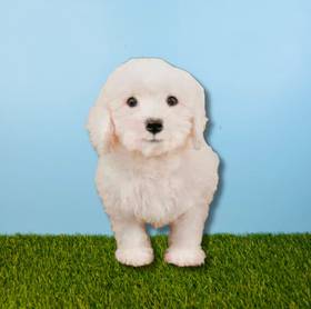 Bichon