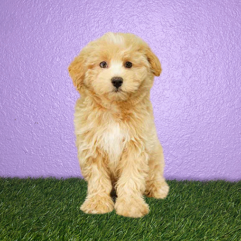 Male Pom-A-Poo Puppy for Sale in New Braunfels, TX