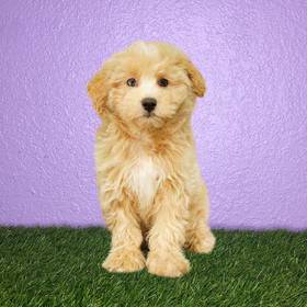 Pom-A-Poo