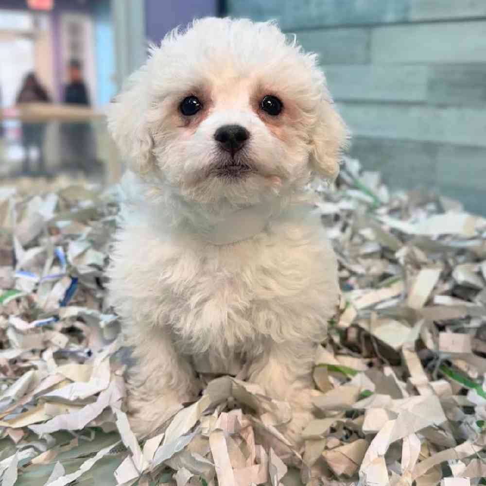 pet breed image