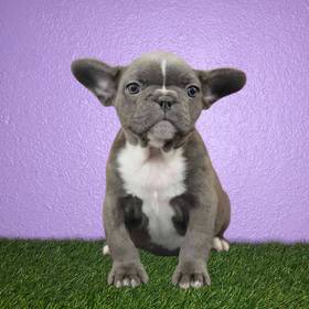 French Bulldog